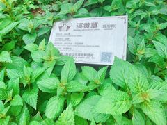 -广州神农草堂中医药博物馆