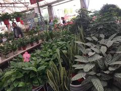 -三圣花乡旅游区