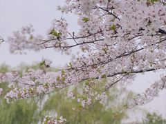 -上海辰山植物园