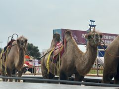 -库伦旗银沙湾旅游景区