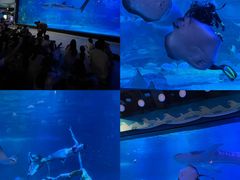 -烟台海昌鲸鲨海洋公园