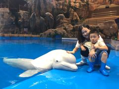 -芜湖新华联大白鲸海洋公园