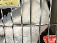 -御宝贝·A梦猫科宠物医院(国际猫友好医院)