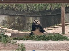 -中国大熊猫保护研究中心雅安碧峰峡基地