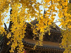 -上海东林寺(金山区)
