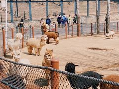 -大连森林动物园