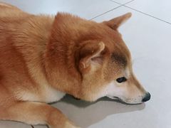 -柴务处·柴犬主题狗咖