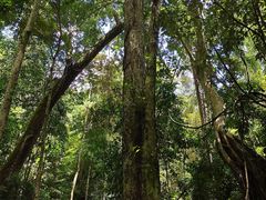 -西双版纳原始森林公园