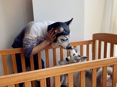 -Husky Go! 哈士奇体验馆·宠物咖啡厅狗咖