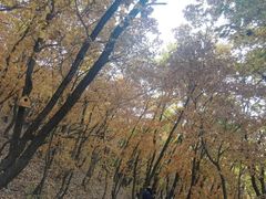 -帽儿山国家森林公园