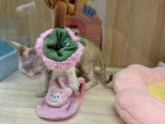 -momokira米努特·德文卷毛猫·棉花面纱犬
