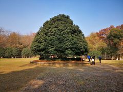 -灵谷景区