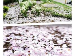 -上海辰山植物园