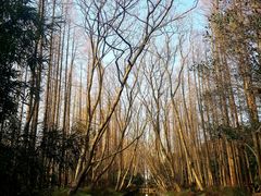 -上海滨江森林公园