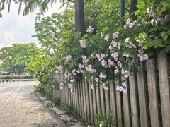 -贡湖湾湿地公园