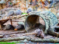 -清迈夜间动物园