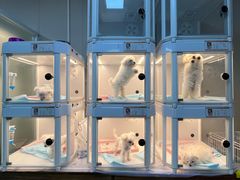 -翊宠yipet猫狗购宠庄园犬舍•猫舍