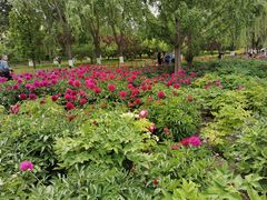 -莲花池公园