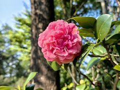 -中国科学院华南植物园