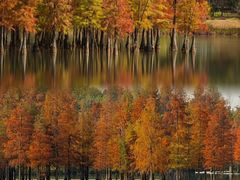 -白鹭湾湿地公园