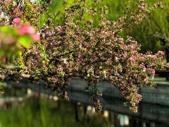 -海棠花溪(元大都城垣遗址公园)