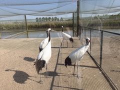 -盐城丹顶鹤湿地生态旅游区