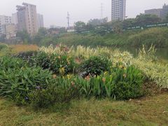 -大亚湾红树林城市湿地公园