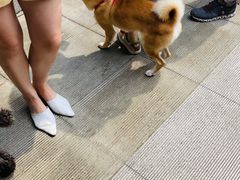 -the rug 飞毯 (朝阳公园店)