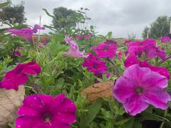-松山湖梦幻百花洲