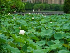 -成都南湖公园