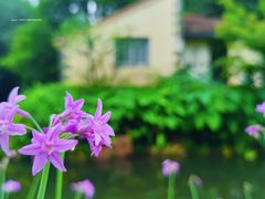 -上海共青森林公园