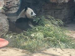 -石家庄市动物园