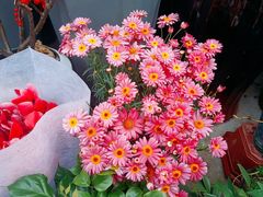 -合肥市裕丰花鸟虫鱼市场-F区
