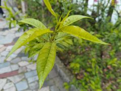 -南汇桃花村