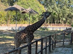 -北京野生动物园