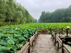 -合肥滨湖国家森林公园