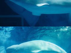 -上海海昌海洋公园-冰山北极馆