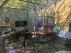 -青藏高原野生动物园