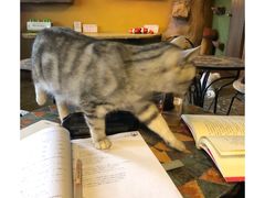 -猫猫幼稚园·撸猫·桌游·电玩