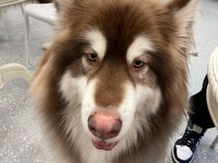 -Let's go狗咖·猫咖·奶狗·桌游(春熙路IFS店)