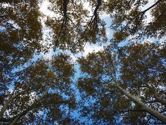 -上海共青森林公园