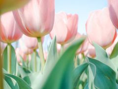 -洛阳郁金香牡丹园