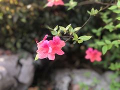 -苏堤停车场