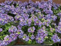 -龙大花卉苗木市场