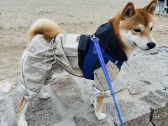 -瑞派宠物医院·犬猫全科·猫友好(宾水西道店)