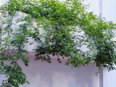 -湖北美术学院(昙华林校区)