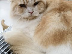 -喵园·猫主题咖啡厅·撸猫·猫咖(国贸店)