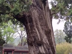 -黄帝陵
