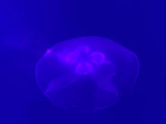 -福州罗源湾海洋世界旅游区