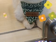-momokira米努特·德文卷毛猫·棉花面纱犬